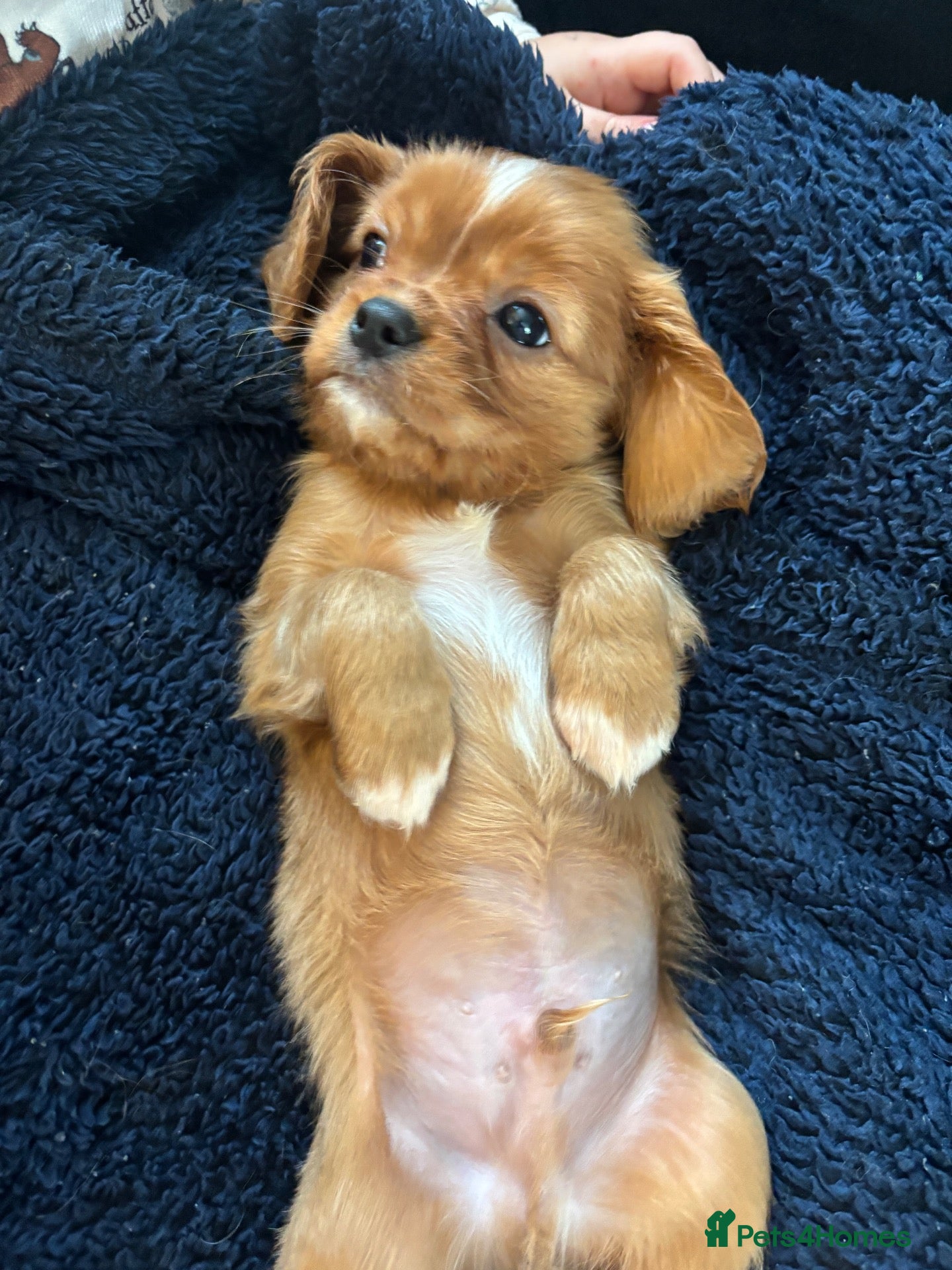 Cavalier King Charles Spaniel dogs for sale: King Charles cavalier puppies - Advert 8