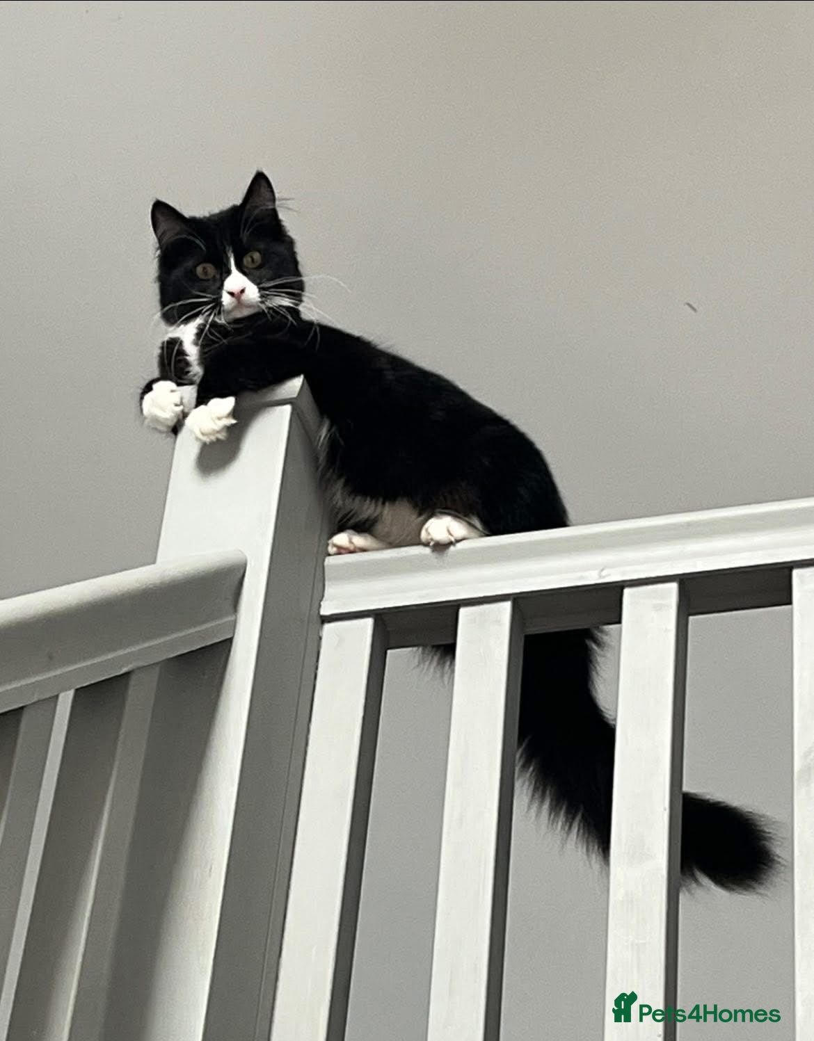 Mixed Breed cats Maine Coon Mix  - Advert 18