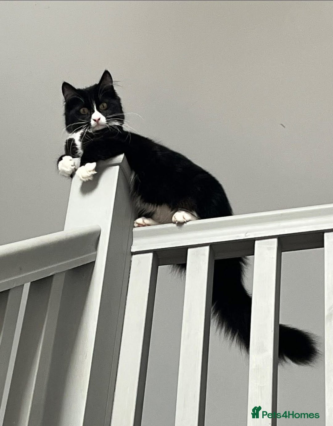 Mixed Breed cats for sale: Maine Coon Mix  - Advert 1