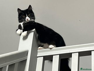 Mixed Breed cats Maine Coon Mix - Advert 3