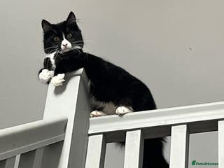 Mixed Breed cats Maine Coon Mix - Advert 9