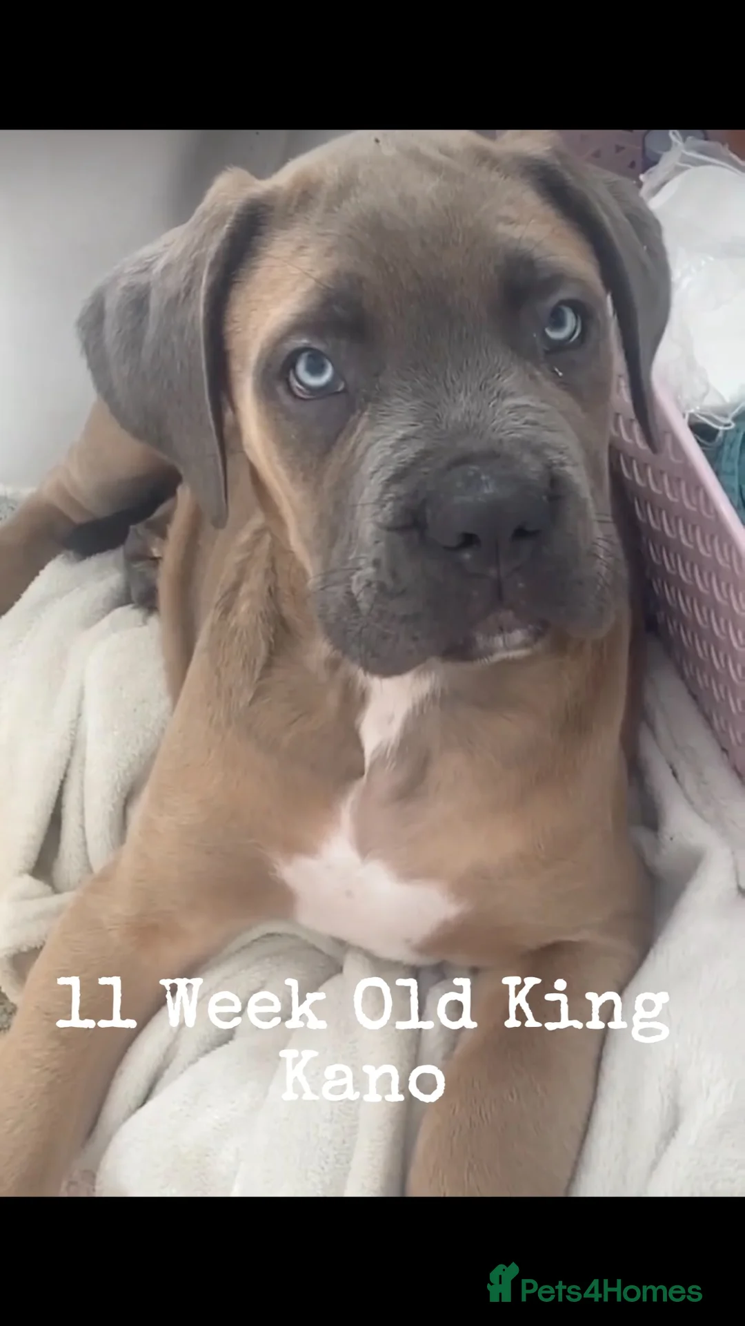 Cane Corso dogs for stud: 🔥Exceptional Formentino Cane Corso For Stud!🔥 in Waltham Abbey - Advert 9