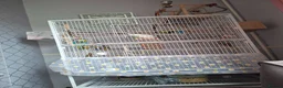 Cockatiels birds for sale: 2 Silly tame cockatiels proven show pair budgies  - Advert 11