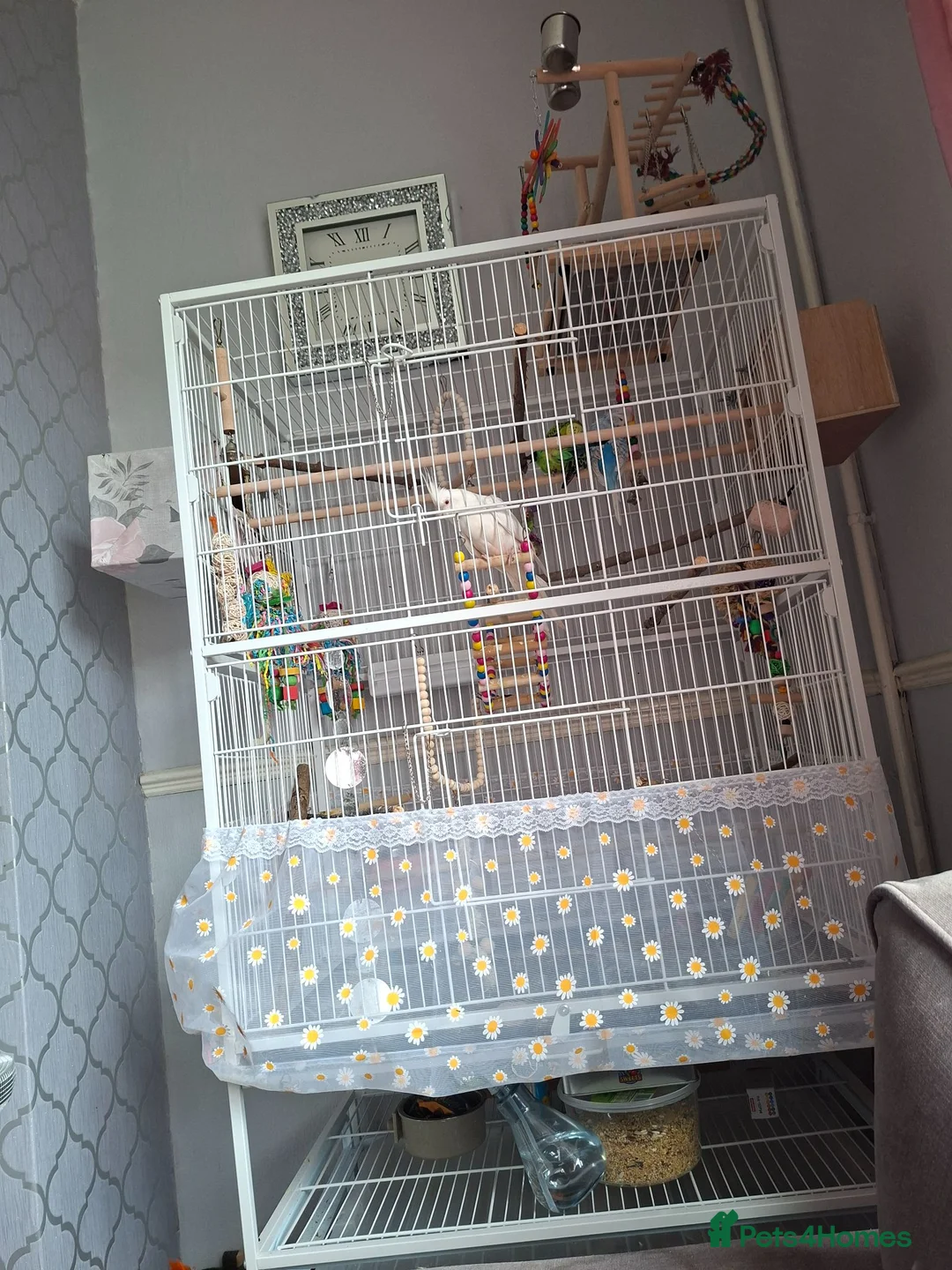 Cockatiels birds for sale: 2 Silly tame cockatiels proven show pair budgies  - Advert 11