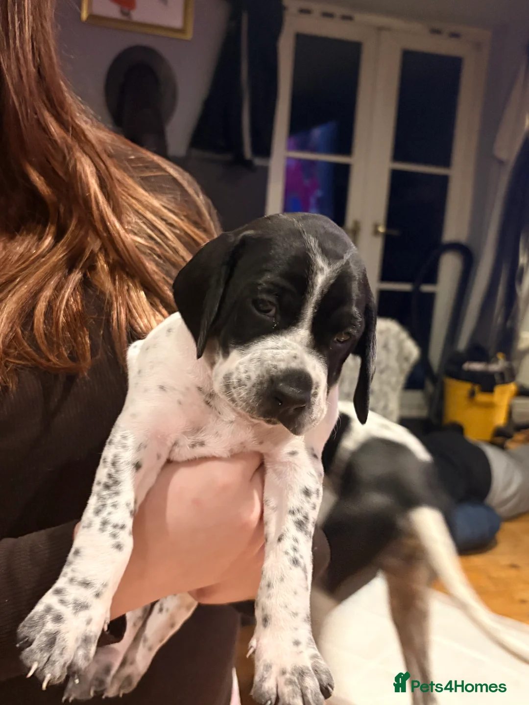 Pointer dogs for sale: Last gorgeous puppy looking for a loving home  - Advert 33