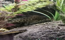 Catfish fish for sale: 2 large cat fish, aquarium and stand - Image 7