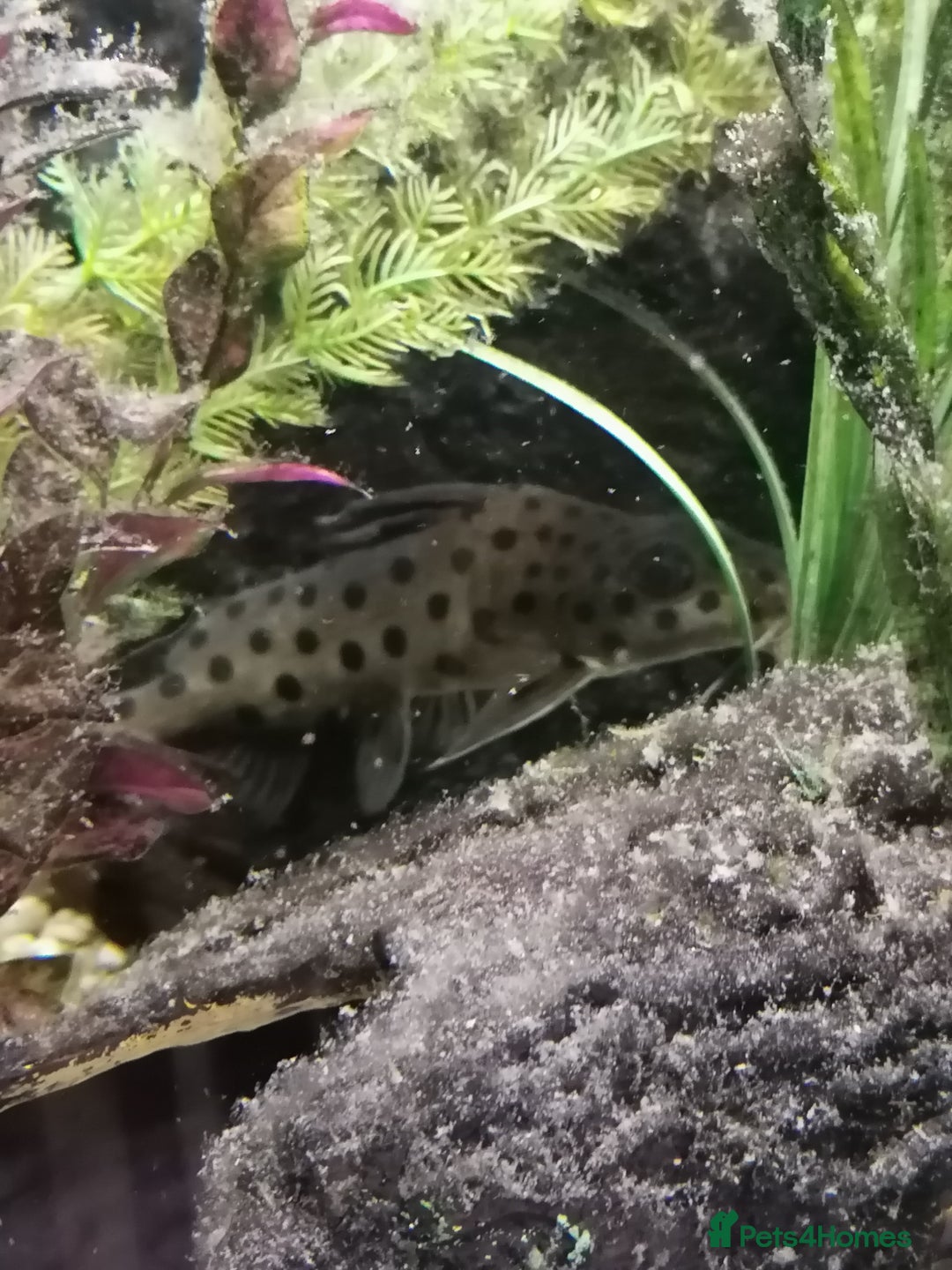 Catfish fish for sale: 2 large cat fish, aquarium and stand - Image 7