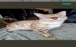 Bengal cats for sale: Stunning snow bengals - Image 8