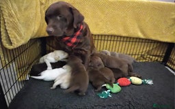 Labrador Retriever dogs for sale: Labrador puppies  - Image 4