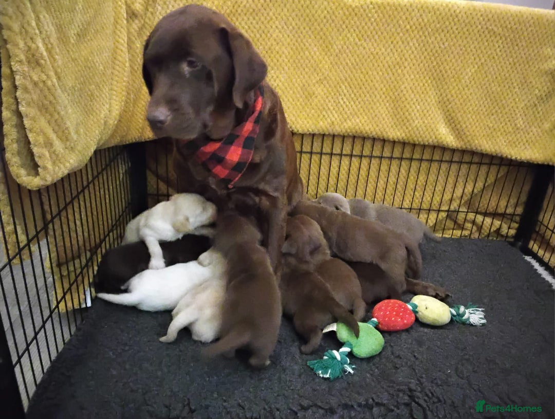 Labrador Retriever dogs for sale: Labrador puppies  - Image 4