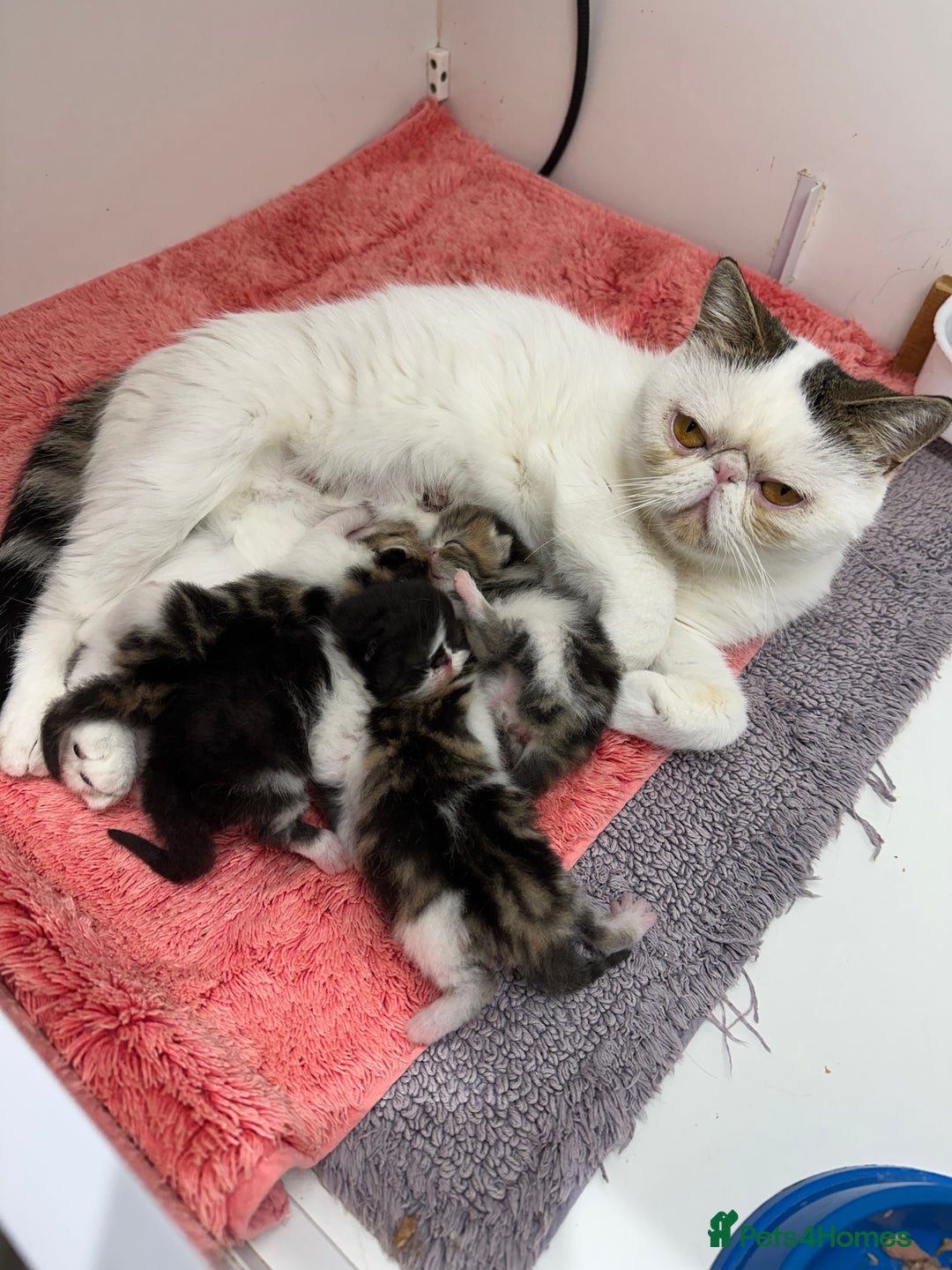 Exotic cats for sale: Brown Tabby/white exotic boy - Advert 13