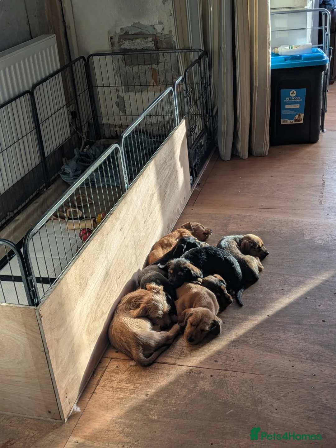 Dachshund dogs for sale: Wire Haired dachunds - Advert 11