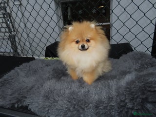 Pomeranian dogs STUNNING mini orange girl 1.2kg - Advert 9