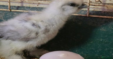 Chickens poultry - Advert 5