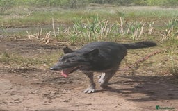 Mixed Breed dogs for adoption: Bexley is 10 yrs old  - Image 3
