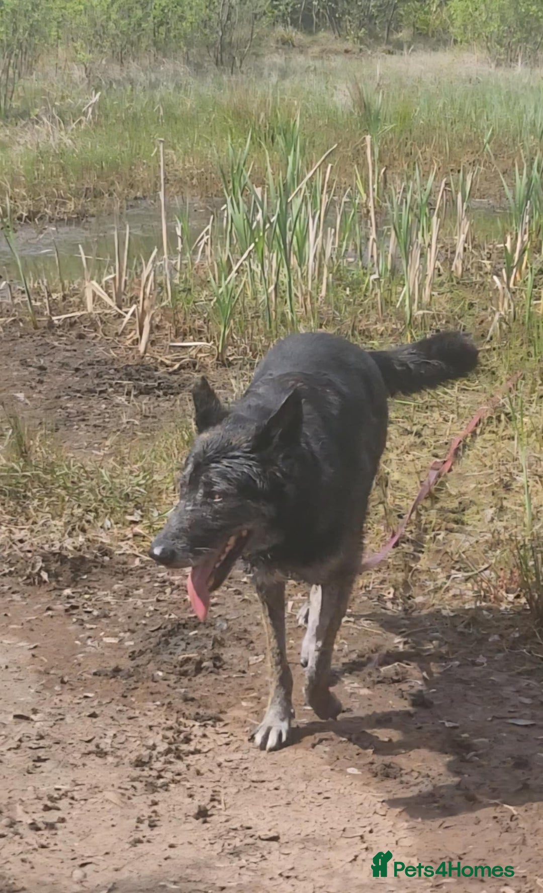 Mixed Breed dogs for adoption: Bexley is 10 yrs old  - Image 3