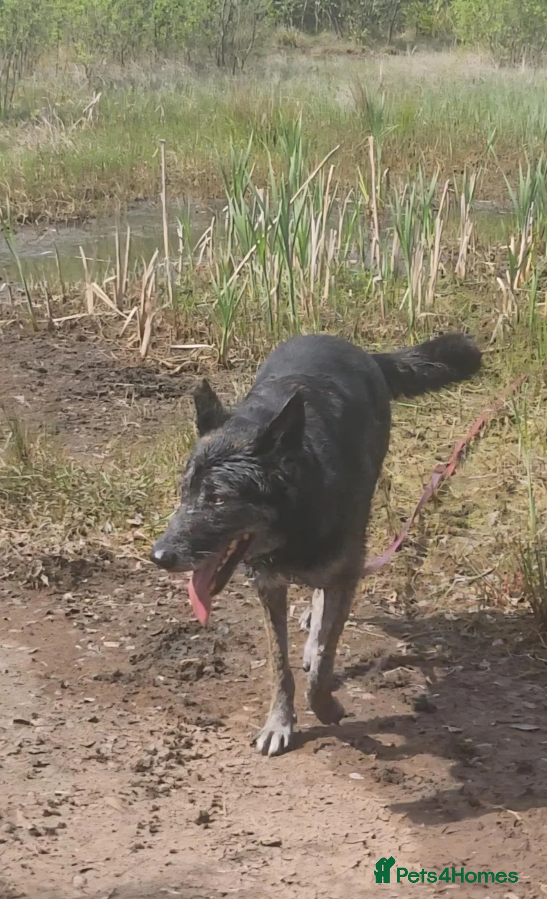 Mixed Breed dogs for adoption: Bexley is 10 yrs old  - Advert 3