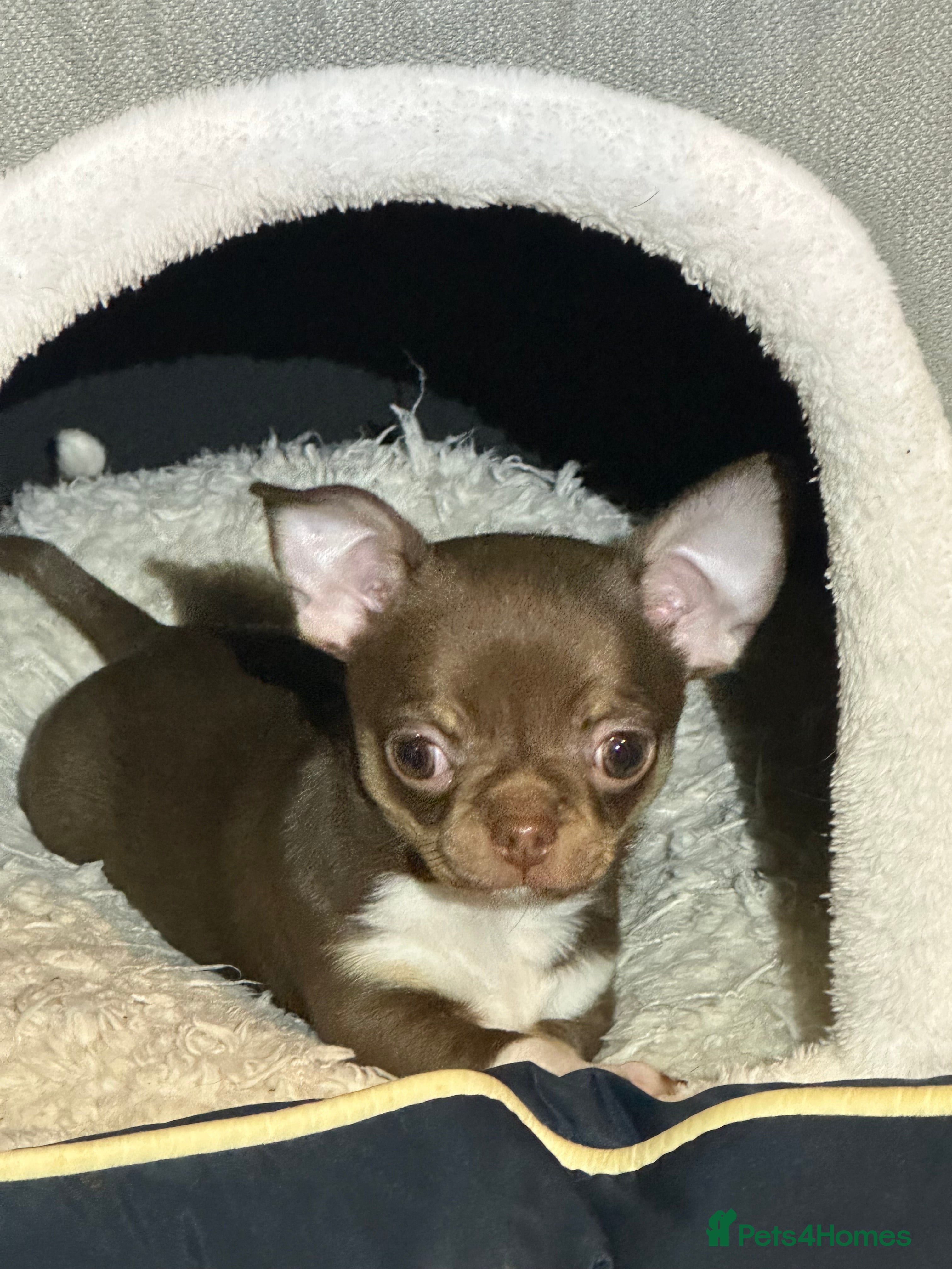 Chihuahua dogs Chihuahua puppies  - Advert 5