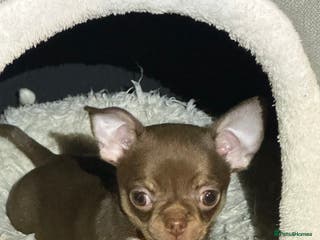 Chihuahua dogs Chihuahua puppies - Advert 5