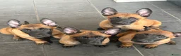 Belgian Shepherd Dog dogs for sale: Belgian Malinois Puppies - Ready to go - Advert 7
