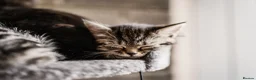 Mixed Breed cats for sale: LAST 2: British shorthair kittens - Advert 5