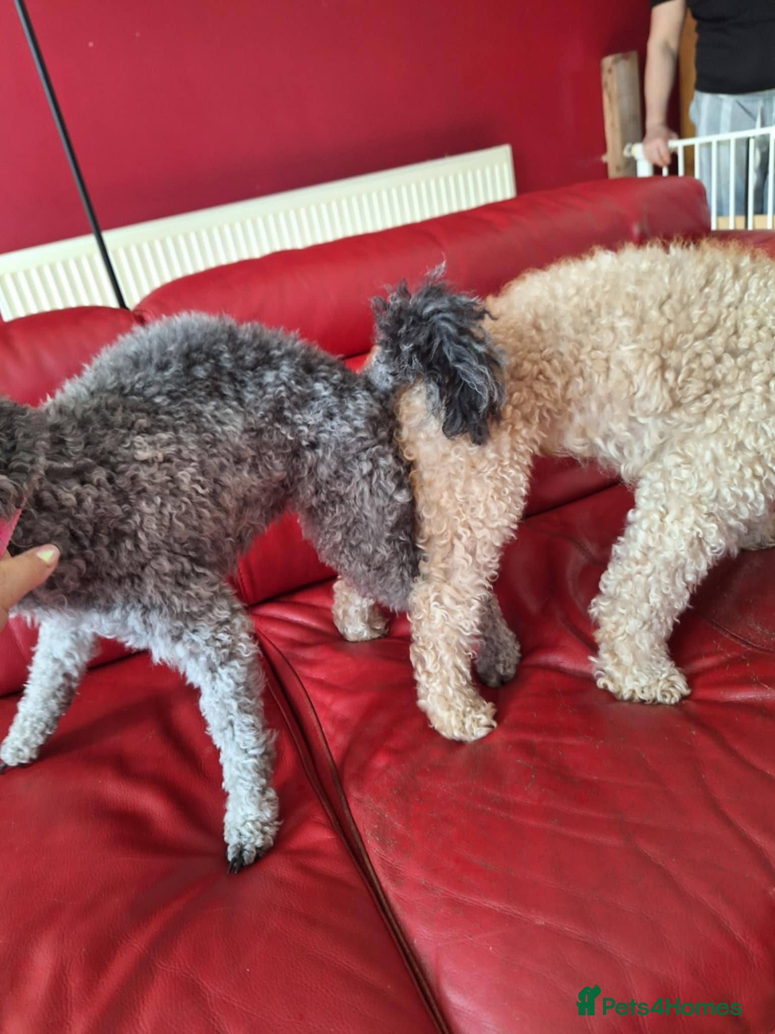 Miniature Poodle dogs Adorable kc reg miniature poodles - Advert 2