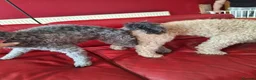 Miniature Poodle dogs for sale: Adorable kc reg miniature poodles - Advert 12