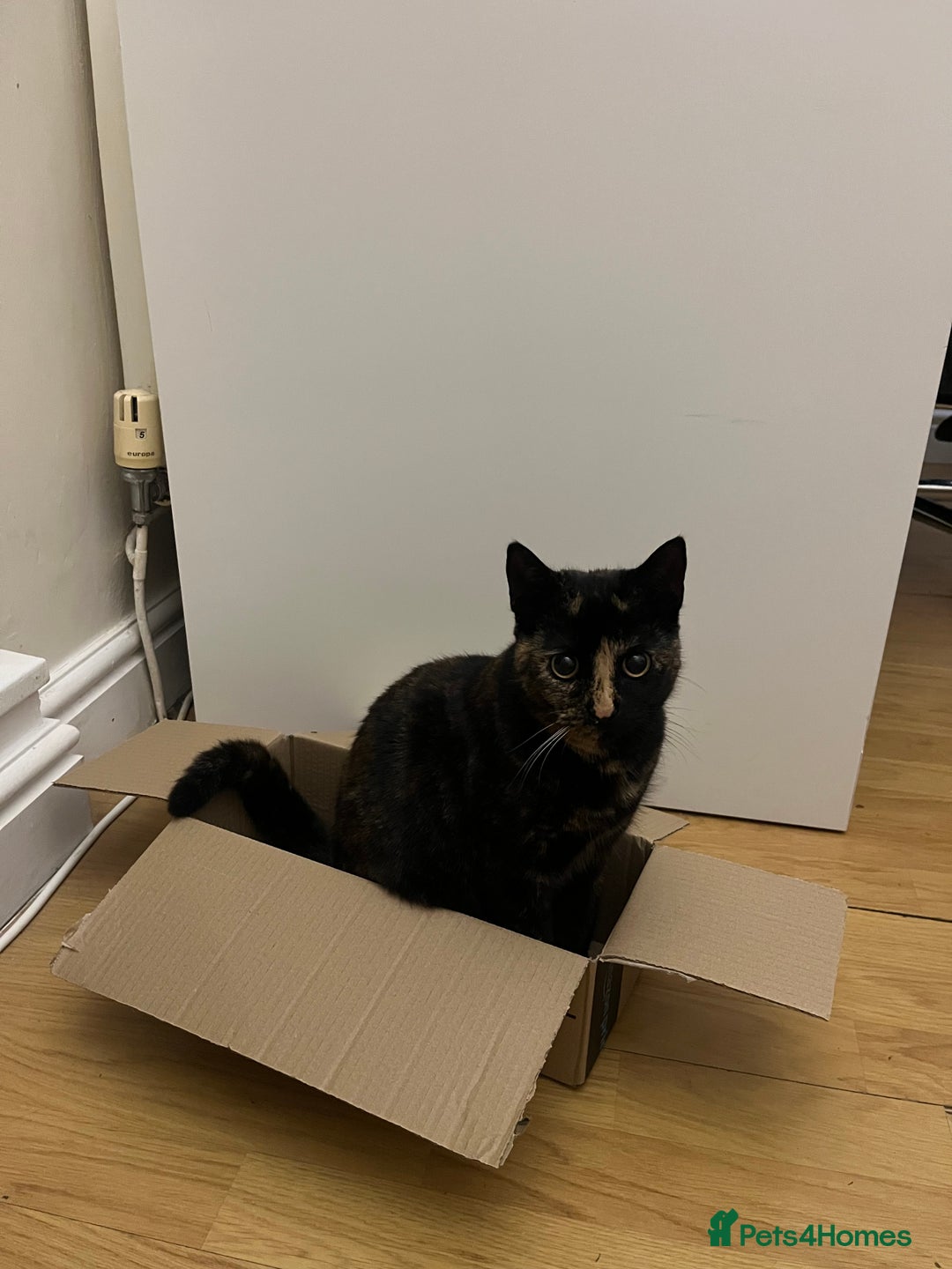 Mixed Breed cats for sale: Mocha the tortie  - Advert 3