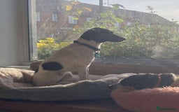 Mixed Breed dogs for adoption: STELLA - Small 10 mth old Pocket Pointer type girl - Image 7