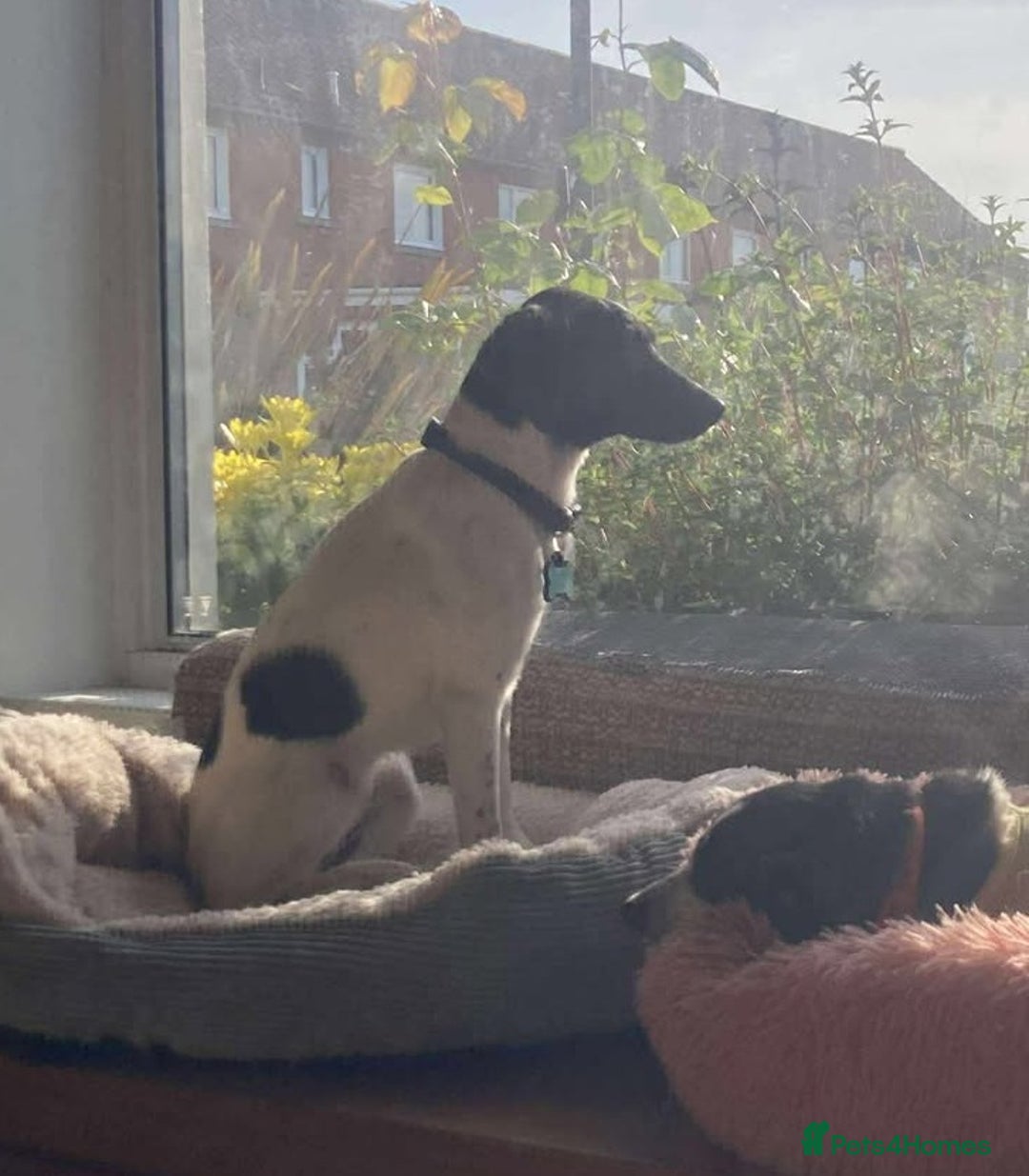 Mixed Breed dogs for adoption: STELLA - Small 10 mth old Pocket Pointer type girl - Image 7
