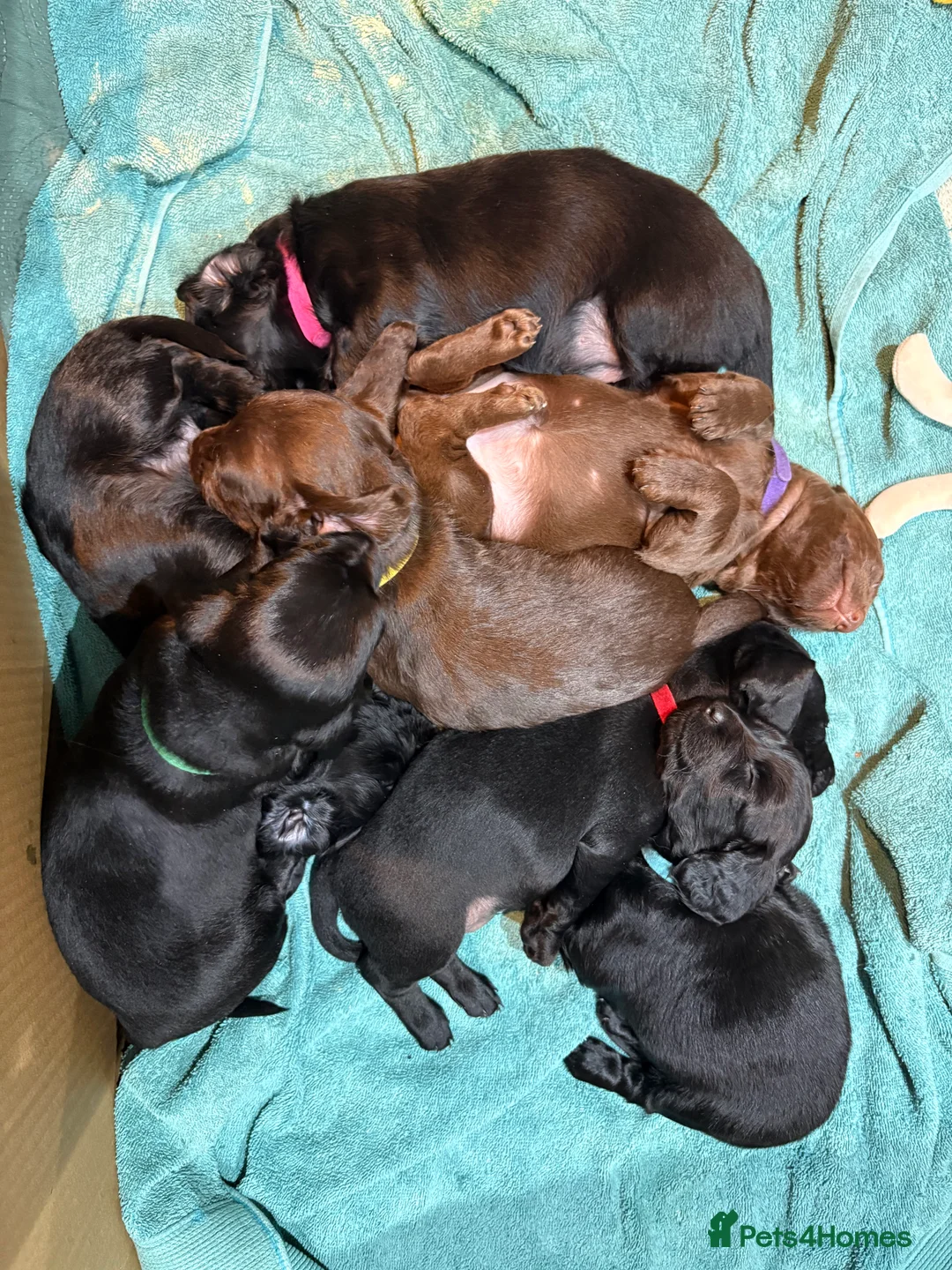 Mixed Breed dogs for sale: Doxiepoos - Advert 9