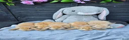 Continental Giant rabbits for sale: Giant French Lops & Mini Lops  - Advert 18