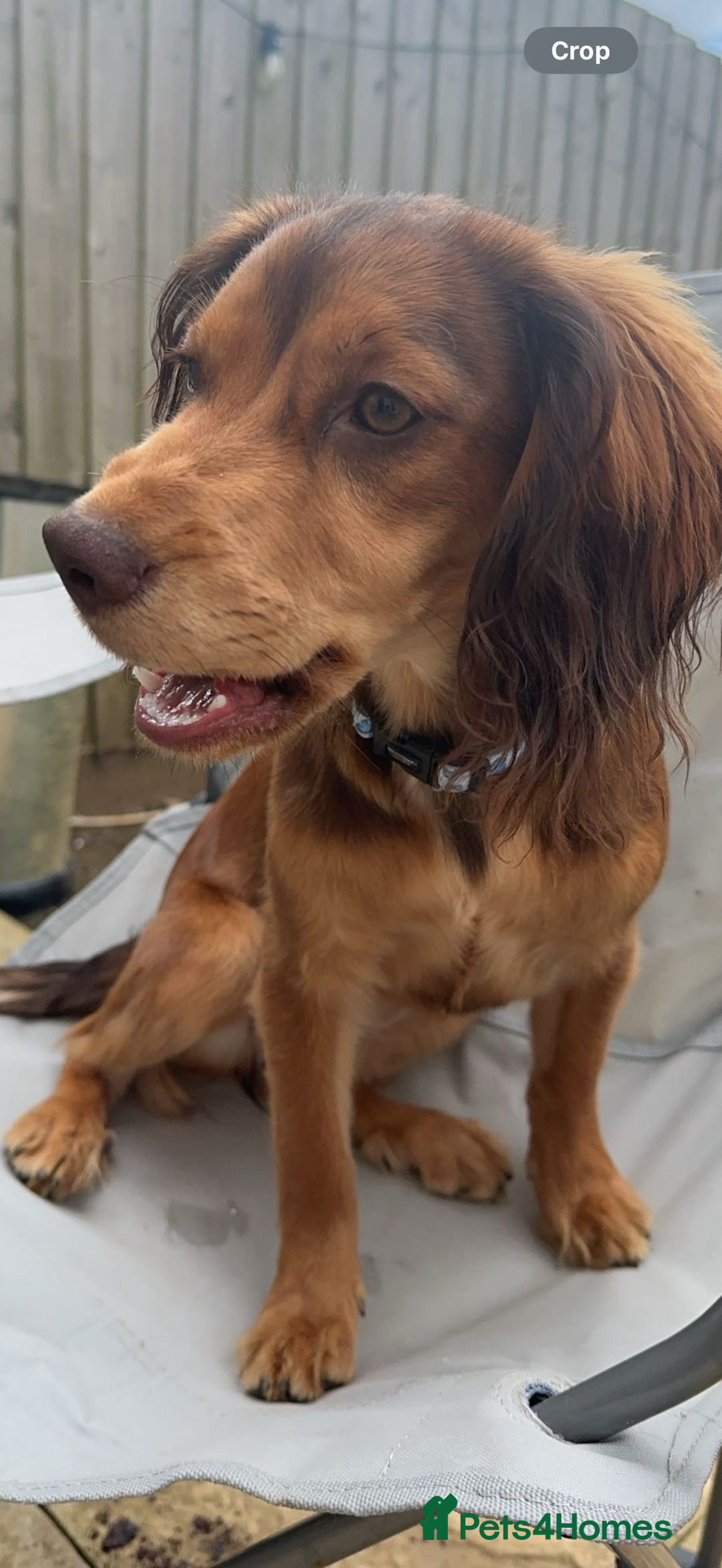 Cocker Spaniel dogs for sale: Evie working cocker spaniel urgently needs a home - Advert 1