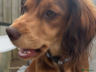 Cocker Spaniel dogs Evie working cocker spaniel urgently needs a home - Advert 8