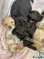Cockapoo dogs - Advert 8