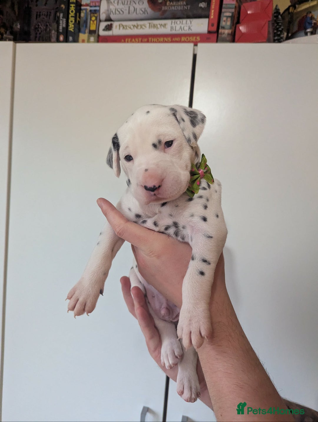 Dalmatian dogs for sale: Beautiful litter of 6 Dalmatian Puppies - Advert 4