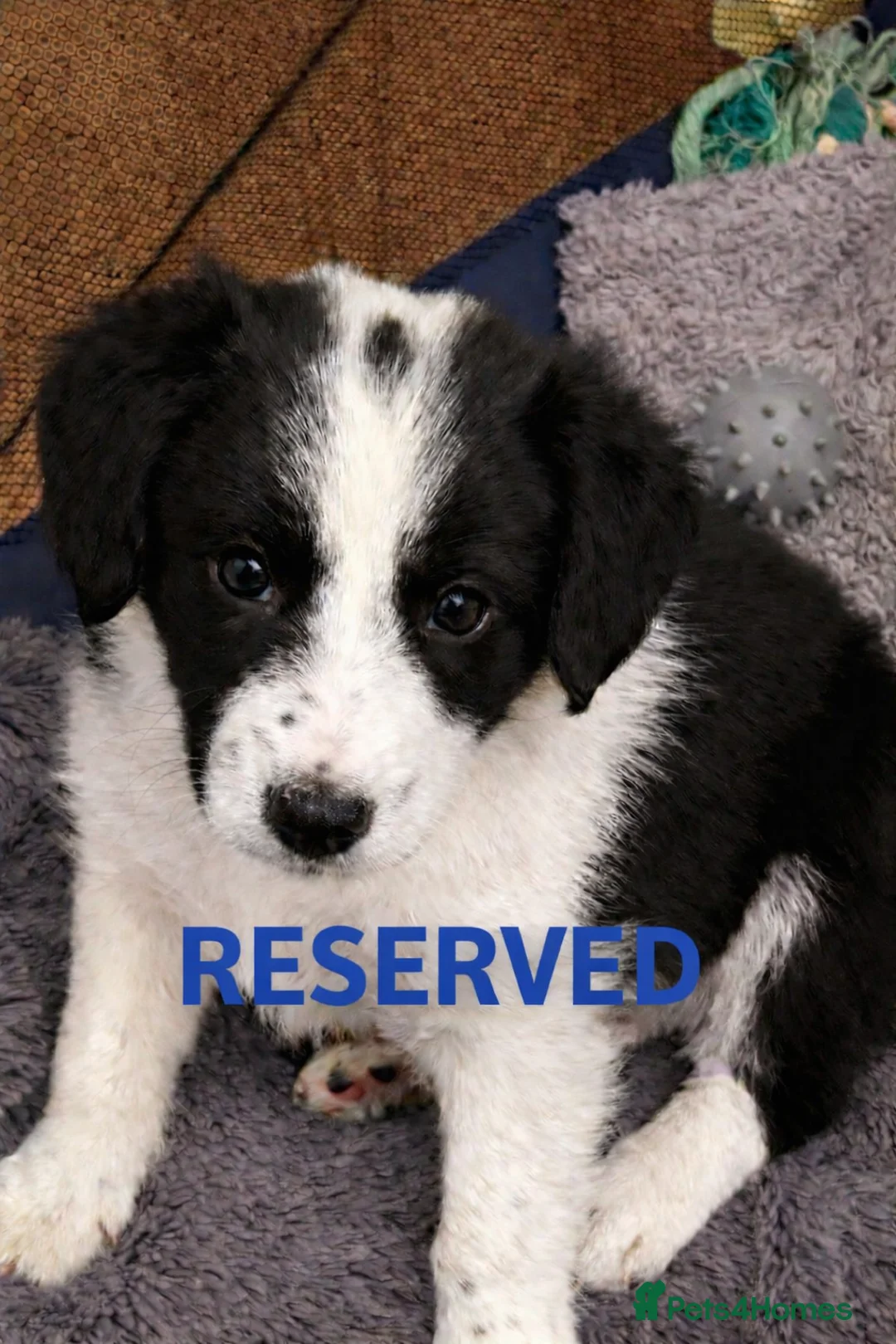 Bordoodle dogs for sale: ALL PUPPIES NOW RESERVED  - Advert 5