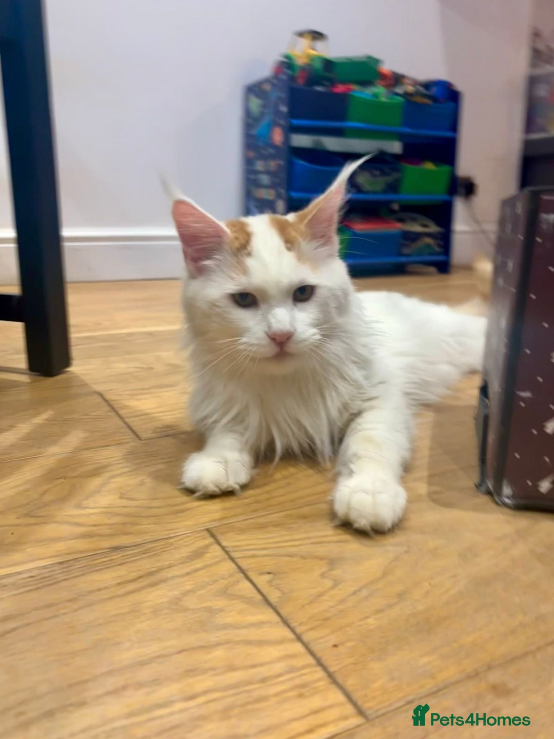 Maine Coon cats for adoption: 12 months old male - Advert 2
