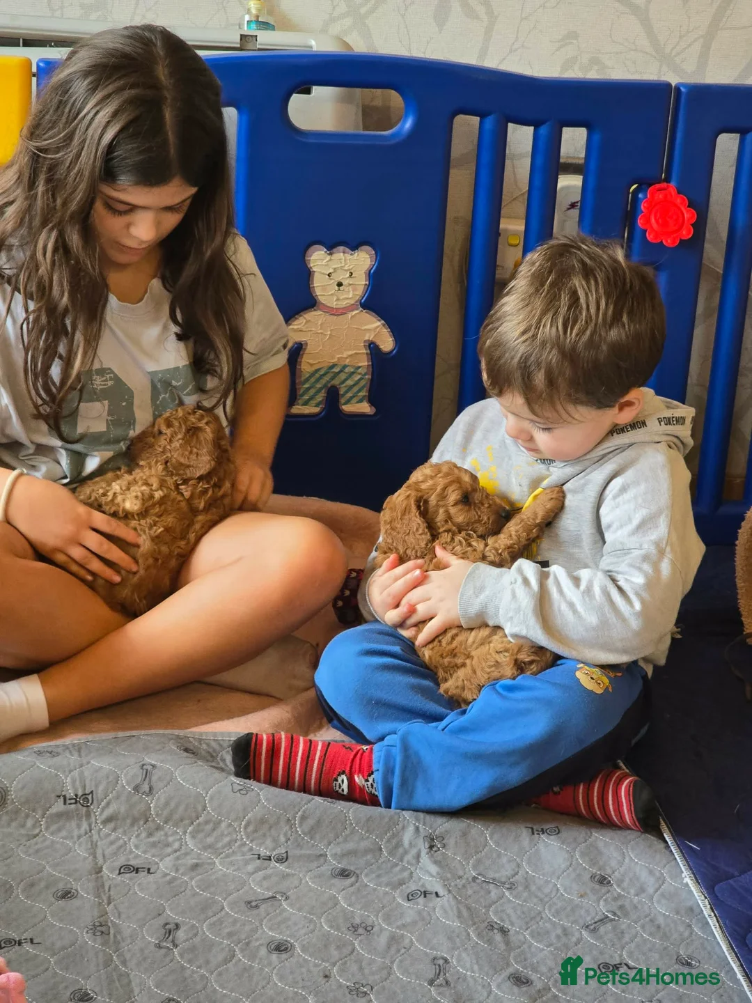 Cockapoo dogs for sale: Beautiful DNA Health tested Cockapoos - Advert 32