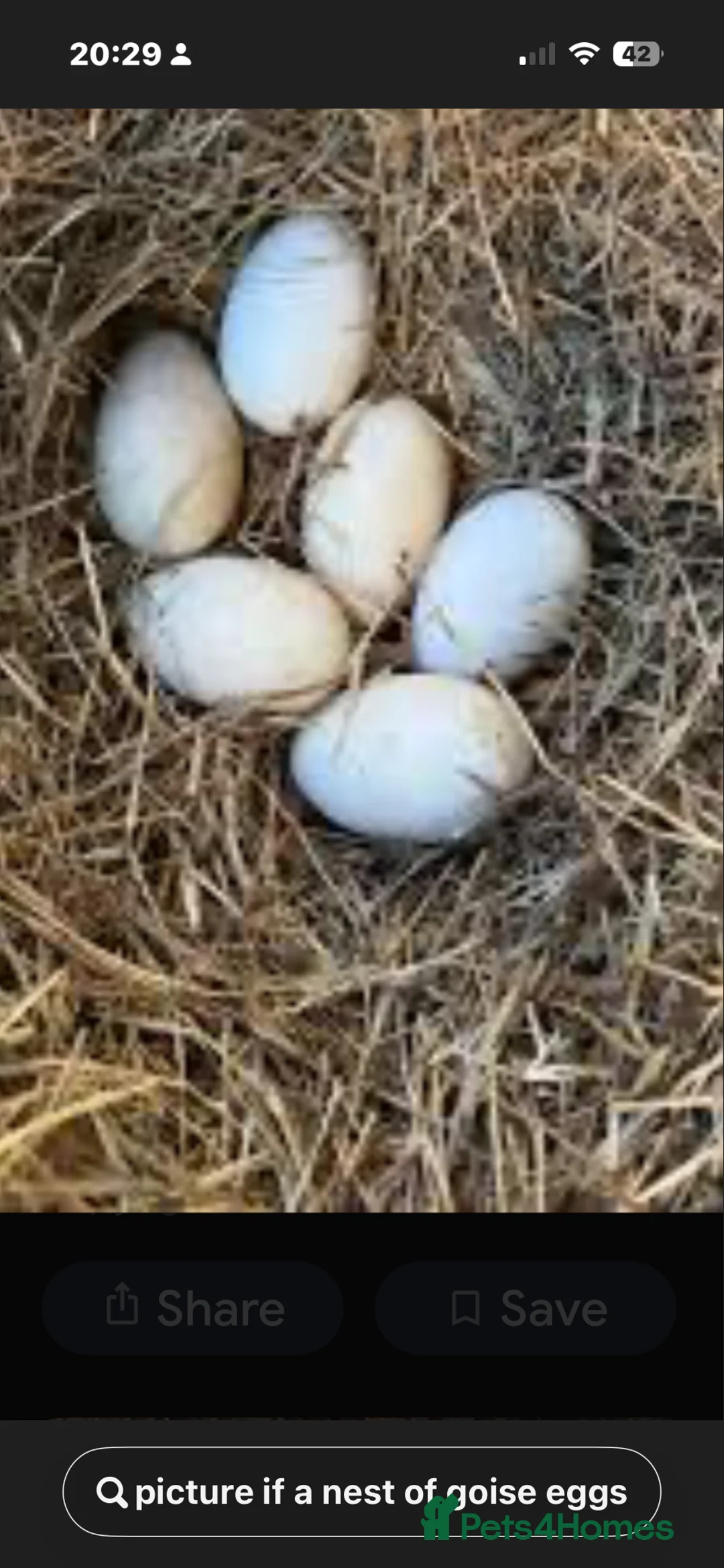 Waterfowl poultry for sale: Sebastopol Goose Eggs For Sale in Sheffield - Advert 1