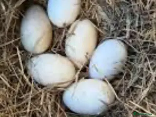 Waterfowl poultry Sebastopol Goose Eggs For Sale in Sheffield - Advert 13