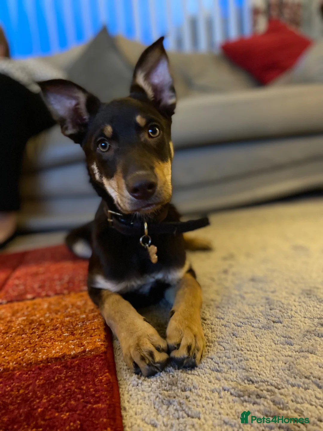 Australian Kelpie dogs for sale: 4 Year Old Australian Kelpie (Rusty) - Advert 9