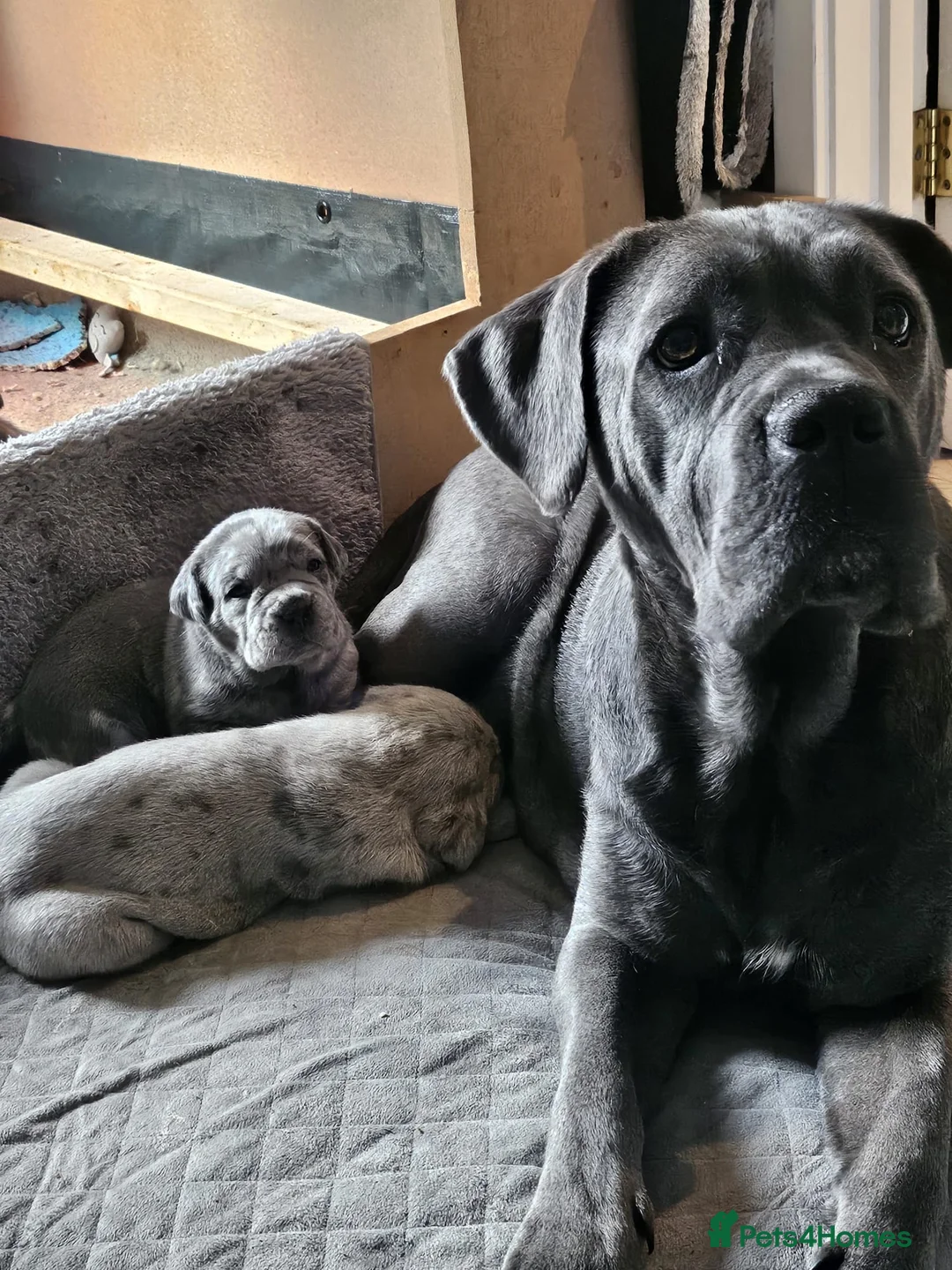 Cane Corso dogs for sale: Beautiful cane corso  - Advert 18