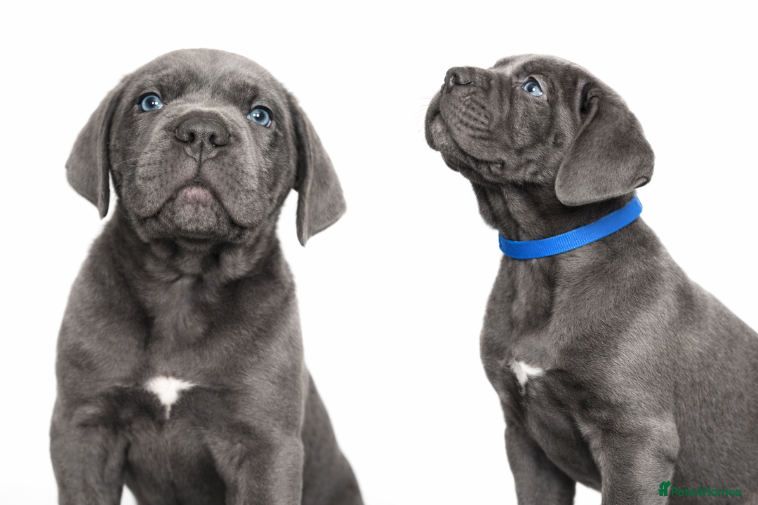 Cane Corso dogs for sale: Cane Corso Puppies – Champion European Lines - Advert 7