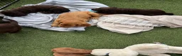 Cocker Spaniel dogs for sale: Cocker spaniel puppies - Advert 4