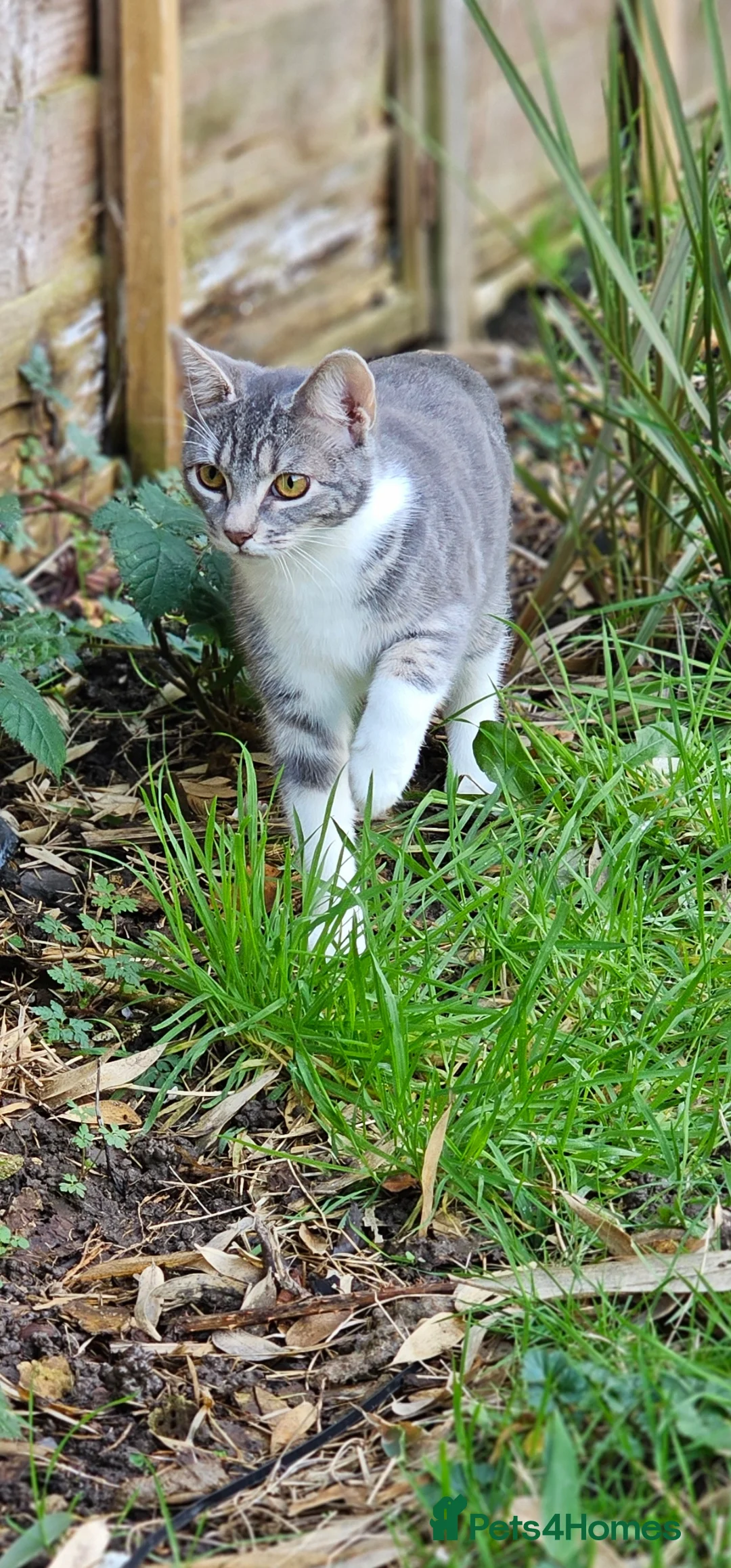 British Shorthair cats for sale: FREE ASAP 3 cats for rehoming due to moving abroad - Advert 9