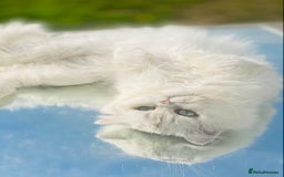 Persian cats for stud: ⭐️PERSIAN CHINCHILLA  PEDIGREE  STUD⭐️ in Gerrards Cross - Image 7