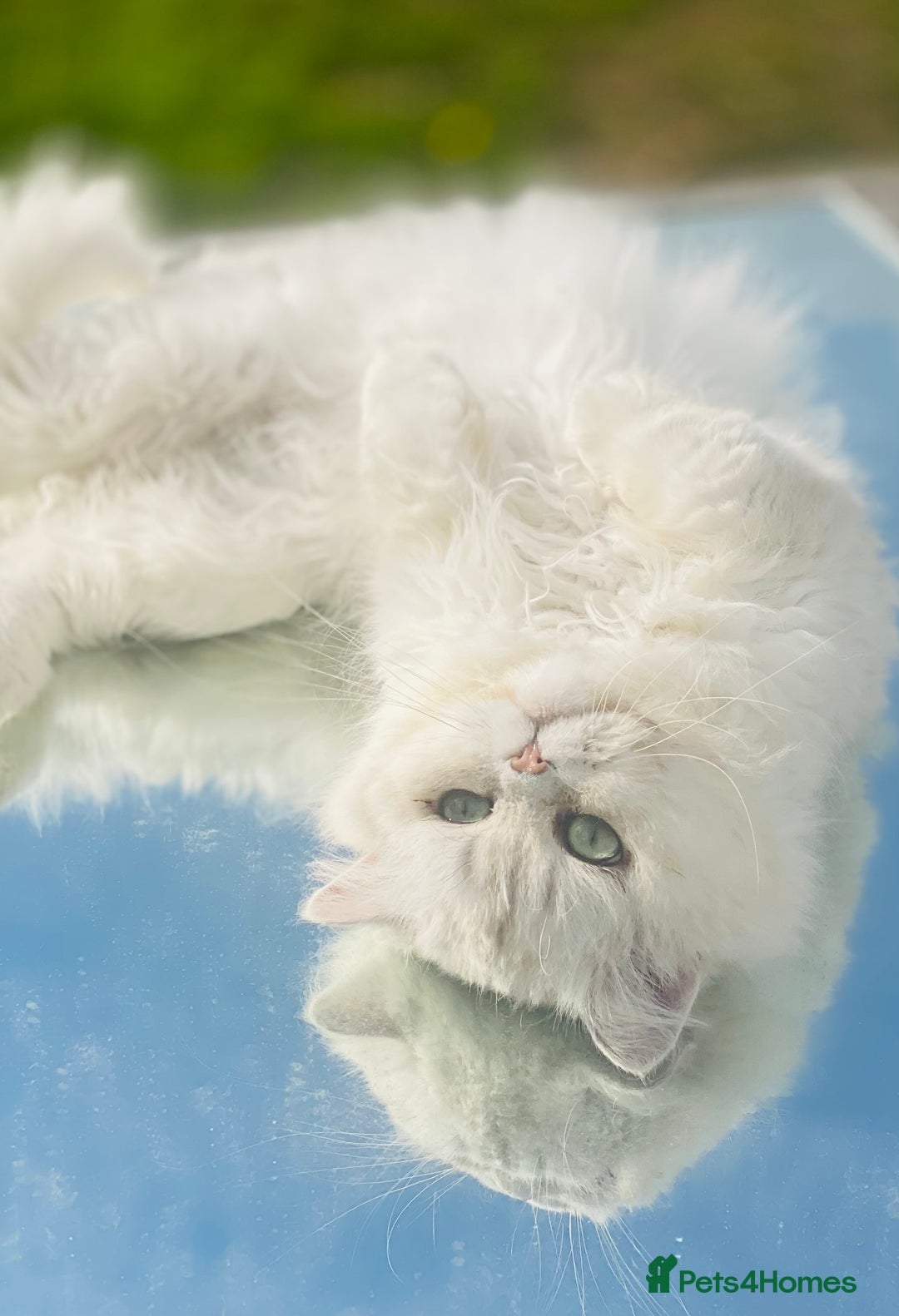 Persian cats for stud: ⭐️PERSIAN CHINCHILLA  PEDIGREE  STUD⭐️ in Gerrards Cross - Image 7