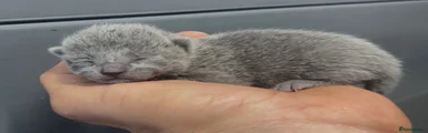 Russian Blue 1