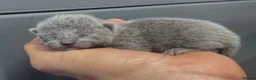 Russian Blue cats for sale: Pure Russian Blue kittens looking new home - Advert 6